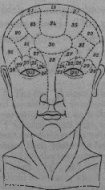 A phrenological diagram