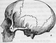 Philoprogenitiveness Large